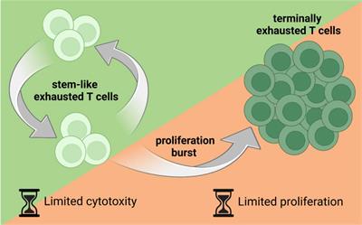 Exhausted T cells hijacking the cancer-immunity cycle: Assets and liabilities